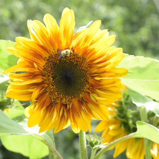 volunteer sunflower