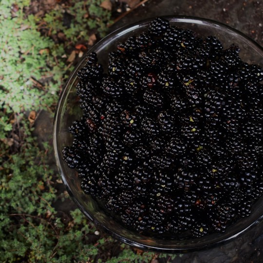 nova scotia foraged blackberries
